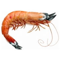 Willem Rasing - Tin snips shrimp