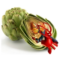 Willem Rasing - Artichoke