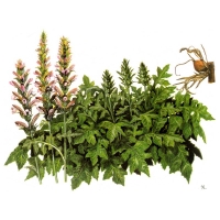 rousso-acanthus-mollis