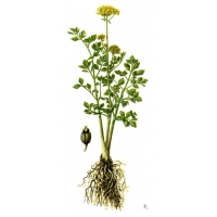 rousso-apium-graveolens