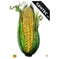 Rainer Ehrt - Genetická kukurica